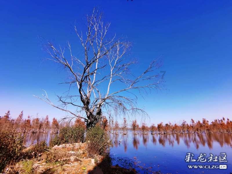 淄博的黄桃产区在哪里?-帮您解答疑问